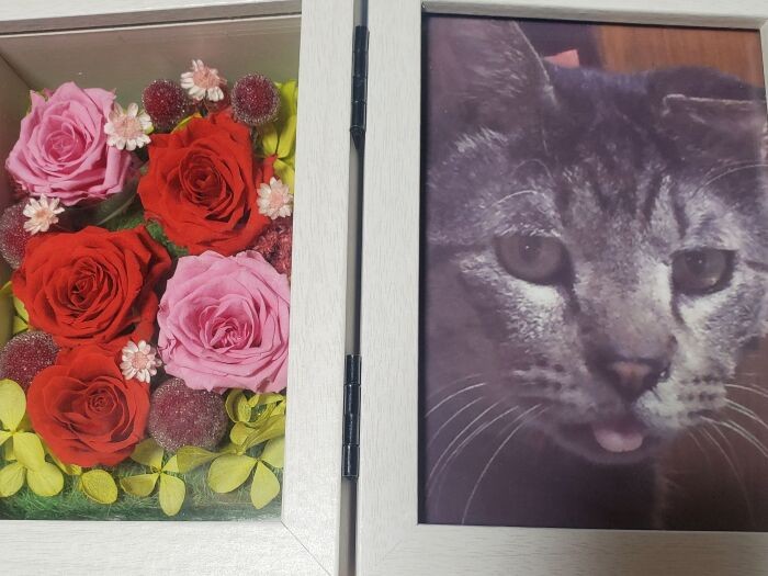 一昨年13歳で旅立ったお外の「きゅう」(美香さん提供)