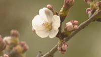 史上最も早い開花宣言から一夜 桜咲き始めた栗林公園で無料開放 高松市