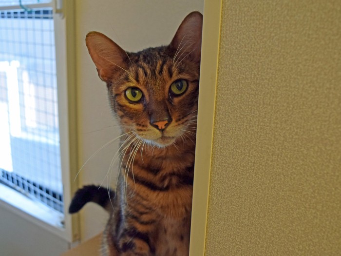 シェルターで新しい飼い主との出会いを待っている