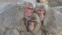 身を寄せ合って温まろう!寒~い冬の風物詩 お猿さんたちの「サル団子」 香川・土庄町
