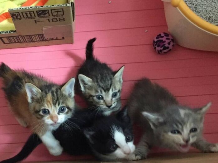 5年前のエレナ、はっぴー、ハヤテ、ソフィ(日本動物愛護協会のスタッフ提供)