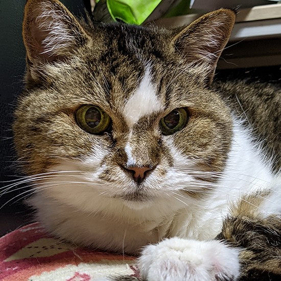 うにちゃん、20歳の誕生日の写真。ご長寿で表彰状に採用されたもの(景子さん提供)