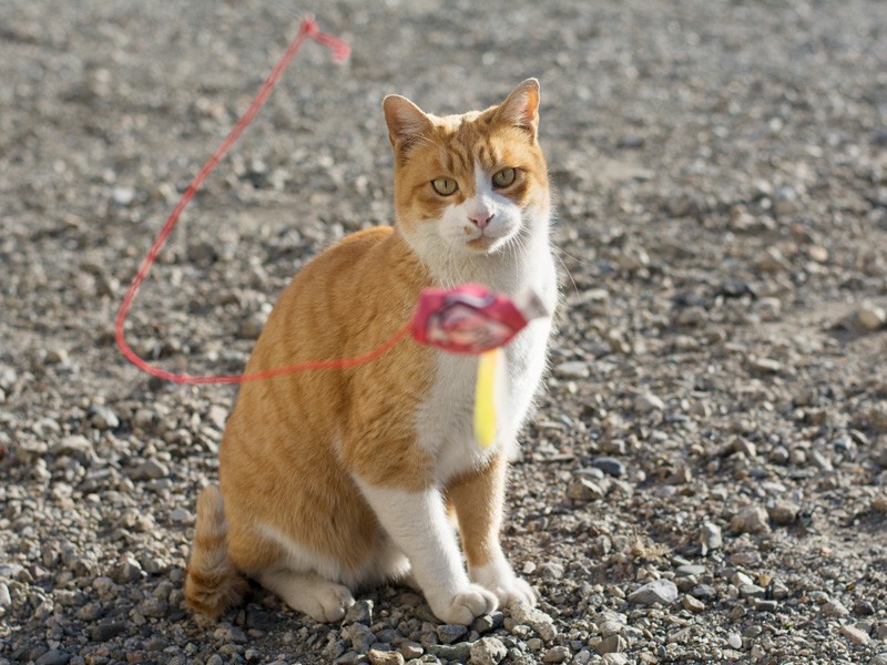 「遊び疲れて目が回る」(小林写函撮影)