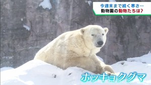 寒さが続き動物たちがいつもとは違った姿 仙台市八木山動物公園