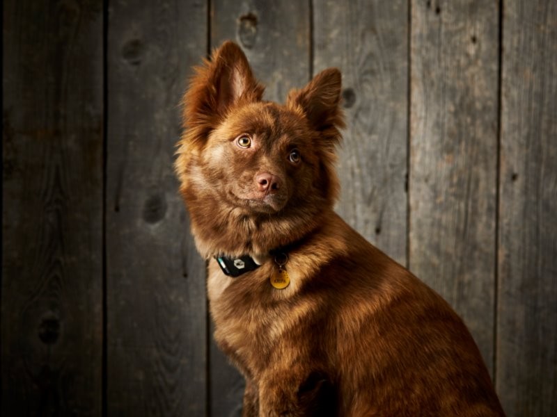 猫のなか紅一点(犬一頭)の元捨て犬クリパちゃん。愛くるしい表情でインスタでも大人気 (tekoさんの夫が撮影)