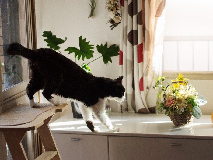 「今年の桜もきれいかな」(小林写函撮影)
