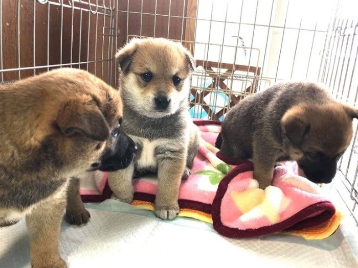 香川県内で保護した子犬たち