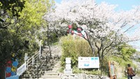 香川・女木島で海と、島と、桜のコラボレーション♪ 瀬戸内海の青で引き立つ淡い桜を堪能