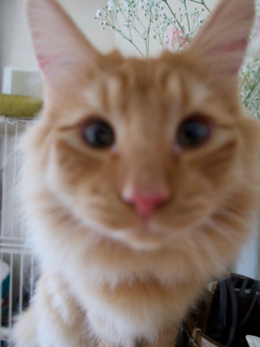 大きなカメラに興味津々。ち、近い!