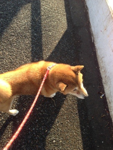 話しかけても振り向かないので耳が聞こえないのかと思った。