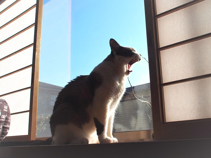 日の当たる窓辺でまったり