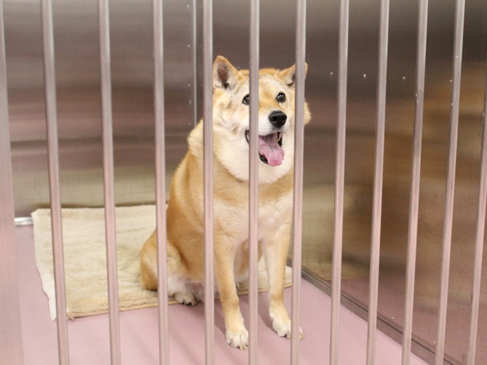 飼い主を待ちわびる犬