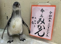 新屋島水族館のペンギンのひな 投票で名前が「みかん」に決定 高松市