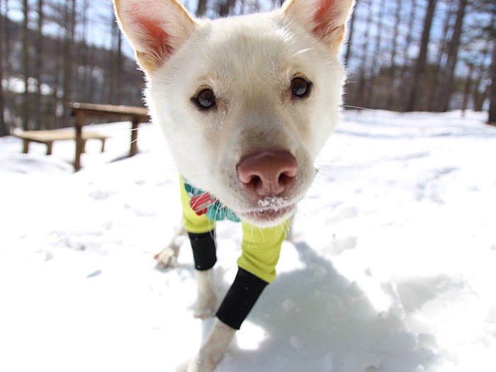 見た目はザ・雑種犬!のロッシ