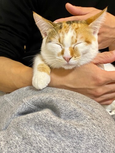 優しいお父さんのひざの上でこんな顔に。初めてねこかつに行ったお父さん、無言で座ってるだけでマーズが自らやってきて、ひざの上から動かなかったのだとか「動物好きな人のことは本能的にわかるの」(Aさん提供)