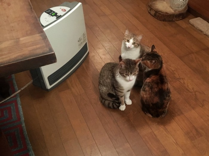 暖をとる