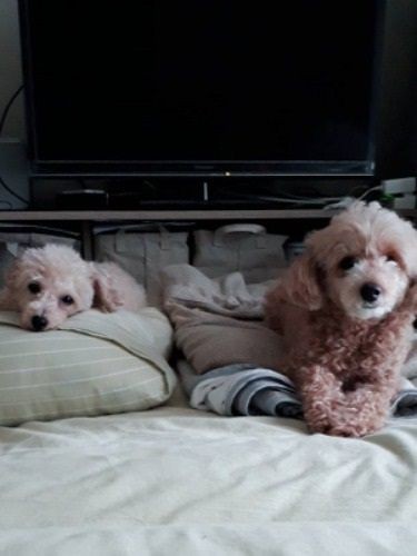 1人と1匹から2人と2匹のにぎやか家族になりました(提供写真)