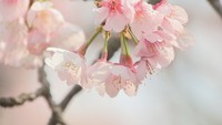 桜の種類は何種類ある?川沿いに多く植えられているのはなぜ? 桜に関する疑問を聞いてみた【みんなのハテナ】
