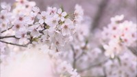瀬戸内海との競演も… 香川県の「イチオシの桜スポット」を聞いてみた