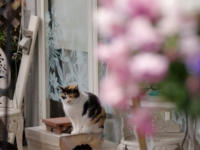 ツレアイが以前住んでいた町の喫茶店に出入りしていた野良猫。(小林写函撮影)