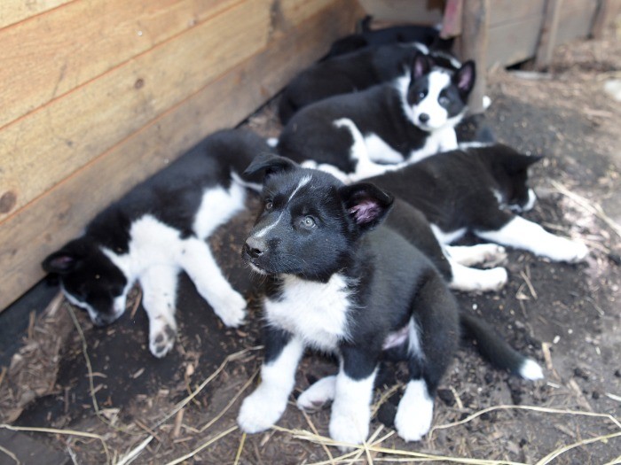 国内で初めて誕生したベアドッグの子犬6頭=2018年5月16日、長野県軽井沢町、山本裕之撮影
