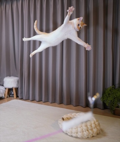 忍者猫チャコ(wakaponsan撮影、「猫にひろわれた話」より、辰巳出版提供)