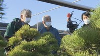 「松盆栽」をEUのバイヤーにPR 香川県がオンライン商談会開催