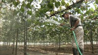 豪雨被害に猛暑が追い打ち…農産物の出荷量が減少 岡山