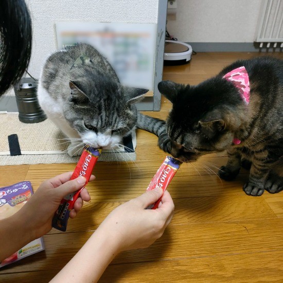 今年8月、Nさん宅でちゅーるを仲良く食べるモンジ(左)とトラ(Nさん提供)