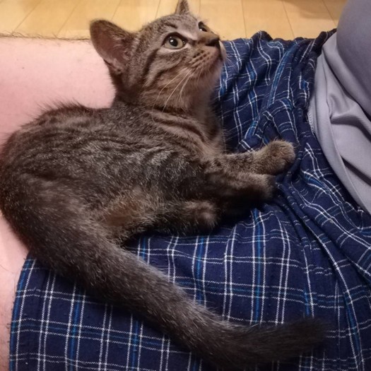 ある時、パパの膝に乗ってみたらあったかかった。
「ここにずっといていいのよね?」