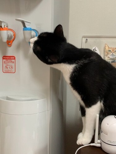 ウォーターサーバーから器用に水を飲むうきわちゃん