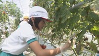 小学生が農業大学校でミニトマトとイチゴの収穫体験 学生が考えたクイズで学びも 香川