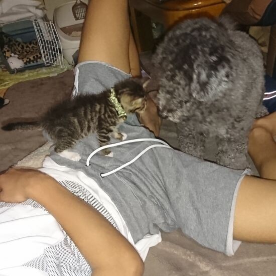 茶々と遊びながら勉強もばっちり(笑)、高校にも合格。「ペットショップにもいろんな猫がいるけど……こんな可愛い子は1億円出してもいやしないよ」と諒大君(慎也さん提供)