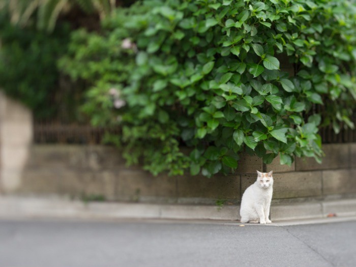 住宅街の細い路地で見かけた野良と思しき猫。(小林写函撮影)