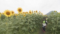 巨大「ヒマワリ迷路」お目見え 地元の園児たちを招待 香川・丸亀市