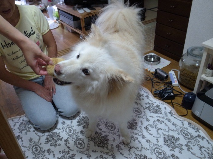 ピーピー玩具が大好き