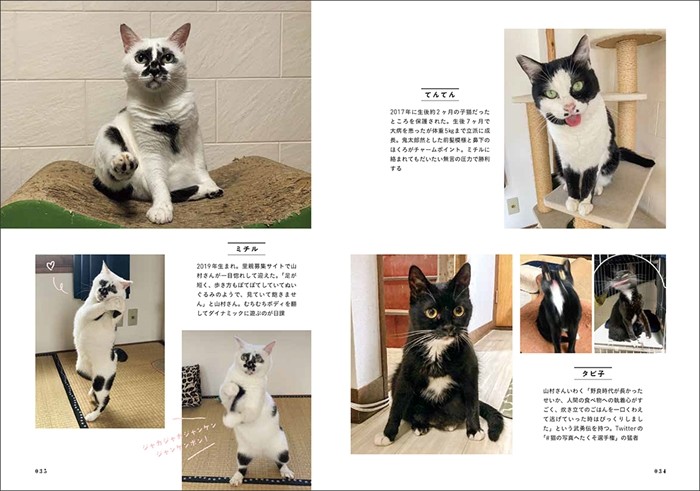 御利益あるよ!熱海Muddy Cat(熱海Muddy Cat撮影、「猫にひろわれた話」より、辰巳出版提供)