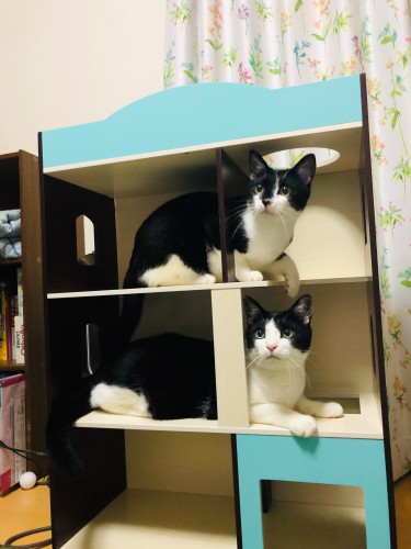 “メゾンドニャンコ”で遊んでいます「パパ―、ママー、一緒に遊ぼうよ」(M男さん提供)