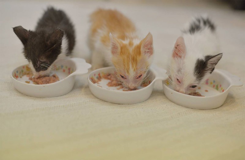 生きるために食べるのだ! 写真左がZatoo(写真提供:犬丸美絵)