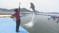 イルカと「通じ合える」 トレーナー体験が人気! 香川・さぬき市