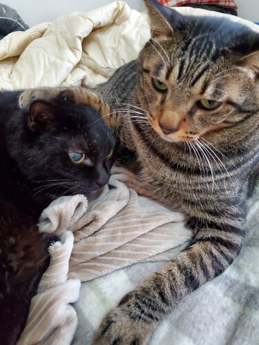 はっぴーがイヌオの頭をぽんぽんすることも