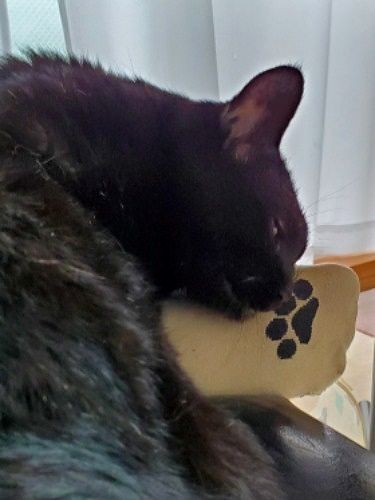 前より甘えん坊になりました!靴下にすりすり