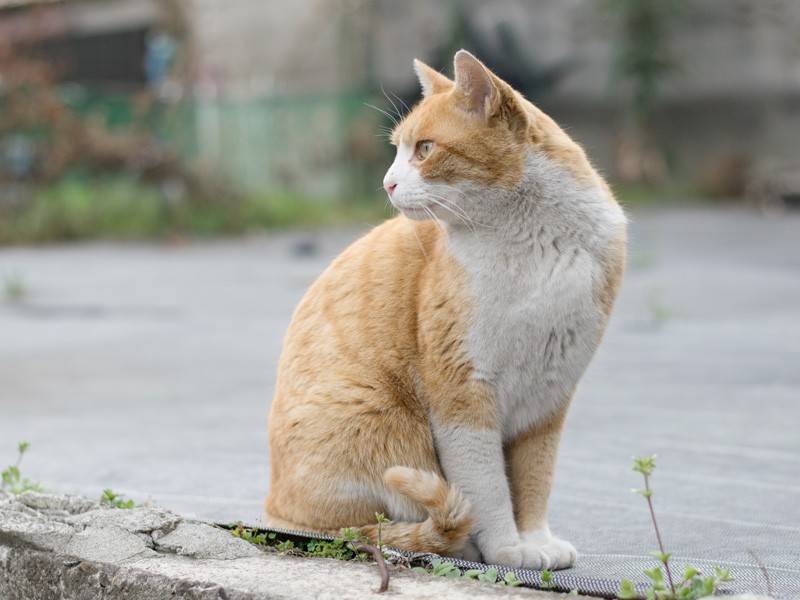 「いつも周りが気になるんだ」(小林写函撮影)