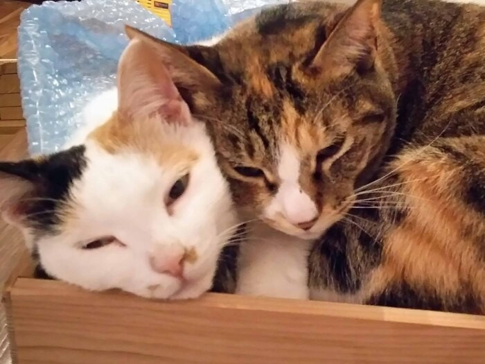 我が家に来たばかりのころのボビ(左)とサビ(右)。ワクチン接種をして2か月は隔離生活で、いつも寄り添って暮らしていました