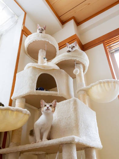 キャットタワーが大人気