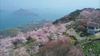 落石の影響で桜の名所・紫雲出山への道が通行止めに 解除は未定 三豊市