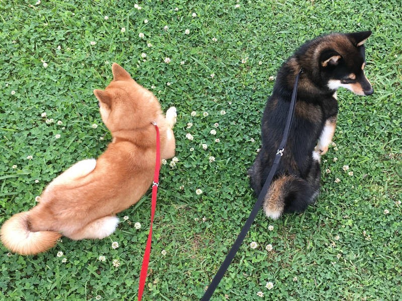 お散歩も上手にできるようになりました(飼い主さん提供)