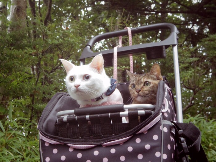 コトちゃんと林を散策、興味津々(maiさん提供)