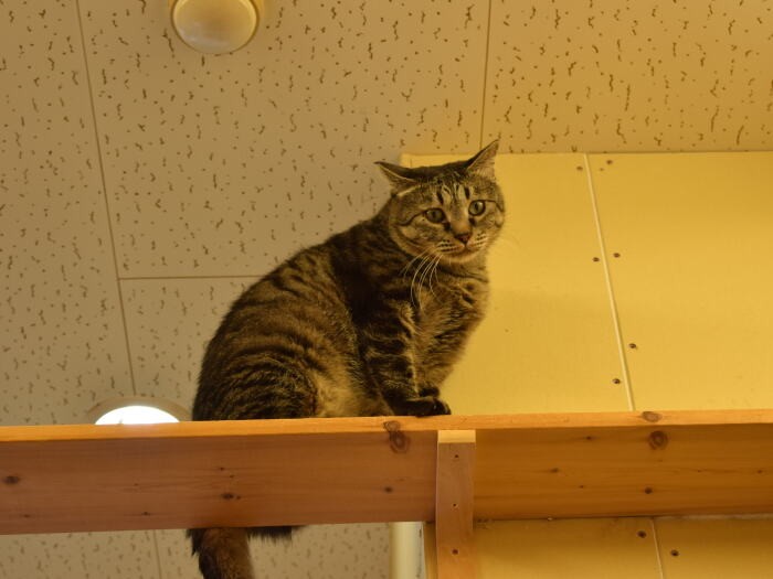 リーフノットのシェルターには、高いところにも猫の居場所がある