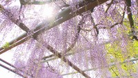 樹齢840年以上!高松市の神社で見頃を迎える“藤の花” 4月末まで「藤まつり」も